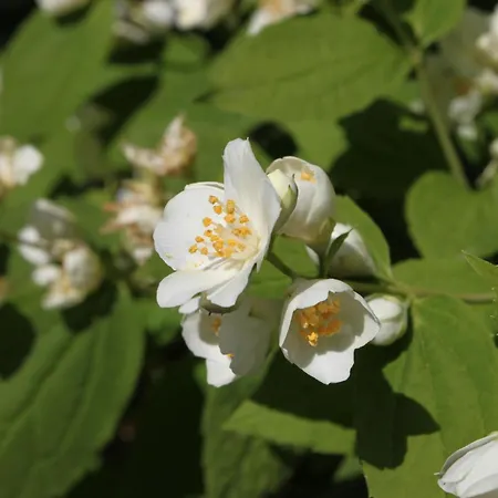 With Parking Space - 927 Appartement Vodice