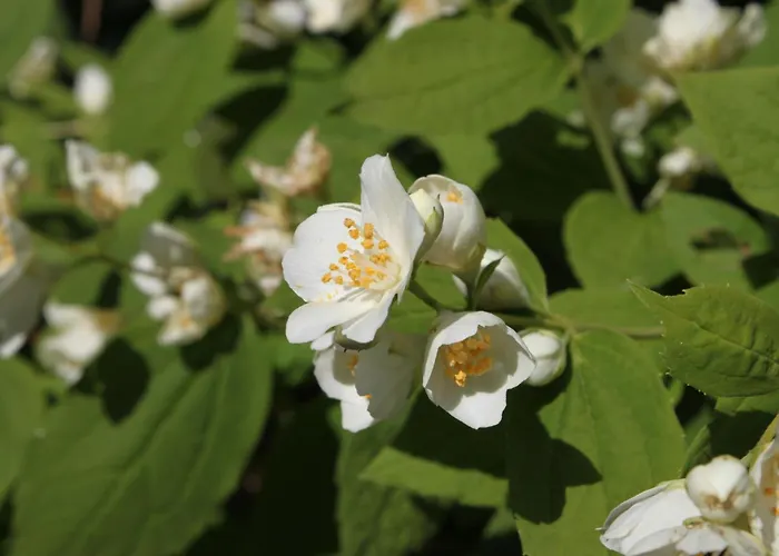 With Parking Space - 927 Appartement Vodice