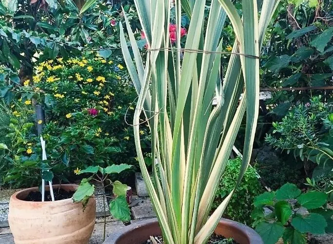 With Parking Space - 927 וודיצה